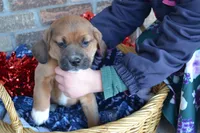 Zack, a male Jack Russell Terrier and Pug for sale in Greenwood, WI – Photo 1 of 5