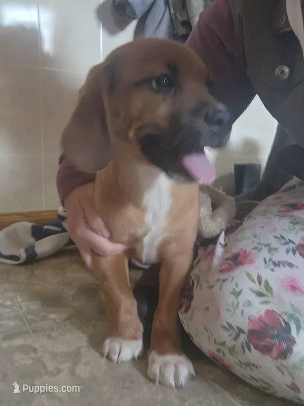 Zack – Puggle puppy for sale in Greenwood, WI