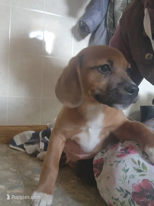 Zack – Puggle puppy for sale in Greenwood, WI