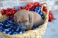 Zack, a male Jack Russell Terrier and Pug for sale in Greenwood, WI – Photo 3 of 5