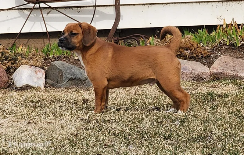 Zack – Puggle puppy for sale in Greenwood, WI