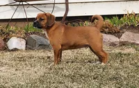 Zack, a male Puggle for sale in Greenwood, WI – Photo 1 of 8