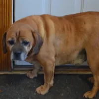 Zack, a male Puggle for sale in Greenwood, WI – Photo 8 of 8