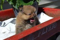Winx, a male Pomeranian for sale in Greenwood, WI – 2 of 8