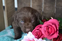Lysa, a female Labrador Retriever for sale in Greenwood, WI – 2 of 4