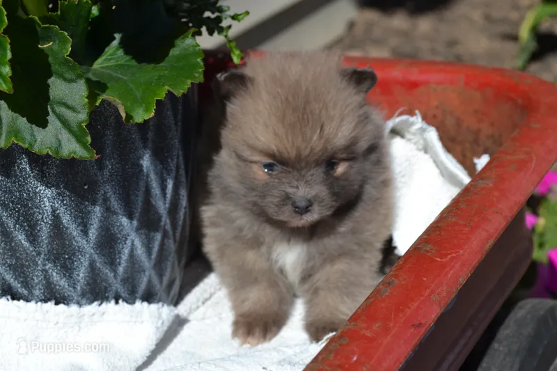 Western – Pomeranian puppy for sale in Greenwood, WI