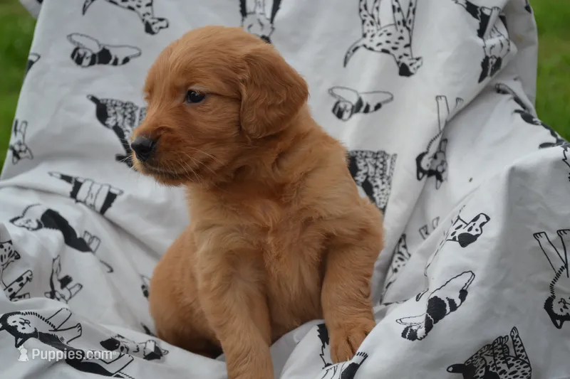 Roxann  – Golden Retriever puppy for sale in Greenwood, WI
