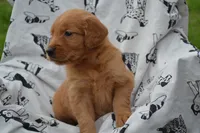 Roxann , a female Golden Retriever for sale in Greenwood, WI – 1 of 4