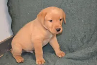 Copper, a male Labrador Retriever for sale in Greenwood, WI – 2 of 3