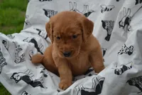 Glory, a female Golden Retriever for sale in Greenwood, WI – 4 of 4