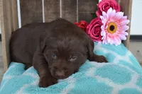 Londa, a female Labrador Retriever for sale in Greenwood, WI – 1 of 4