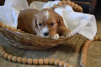 Kirby, a male Cavapoo for sale in Greenwood, WI – Photo 3 of 5
