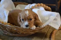 Kirby, a male Cavapoo for sale in Greenwood, WI – Photo 4 of 5