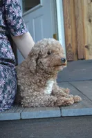 Kirby, a male Cavapoo for sale in Greenwood, WI – Photo 5 of 5