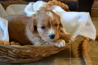 Kirby, a male Cavapoo for sale in Greenwood, WI – Photo 2 of 5