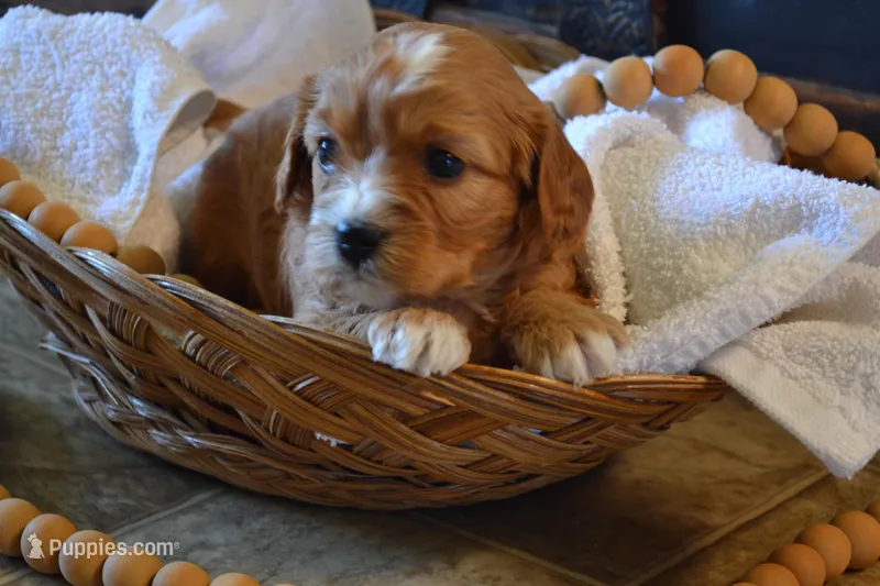 Kirby, a male Cavapoo for sale in Greenwood, WI – Photo 1 of 5