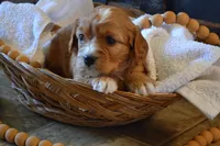 Kirby, a male Cavapoo for sale in Greenwood, WI – Photo 1 of 5