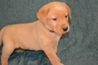 Copper, a male Labrador Retriever for sale in Greenwood, WI – 1 of 3
