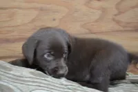 Lincoln, a male Labrador Retriever for sale in Greenwood, WI – 2 of 4