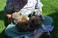Warrior, a male Pomeranian for sale in Greenwood, WI – 7 of 8