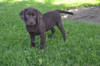 Lola, a female Labrador Retriever for sale in Greenwood, WI – 3 of 6