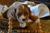 Kelly, a female Cavapoo for sale in Greenwood, WI – Photo 4 of 6