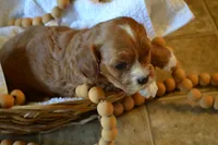 Kelly, a female Cavapoo for sale in Greenwood, WI – Photo 3 of 6