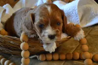Kelly, a female Cavapoo for sale in Greenwood, WI – Photo 5 of 6