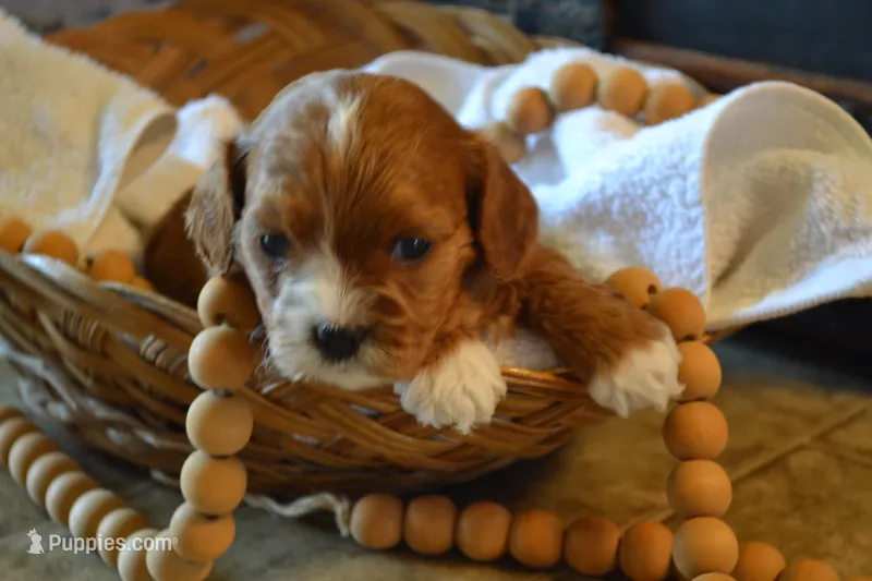 Kelly, a female Cavapoo for sale in Greenwood, WI – Photo 1 of 6