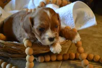 Kelly, a female Cavapoo for sale in Greenwood, WI – Photo 2 of 6