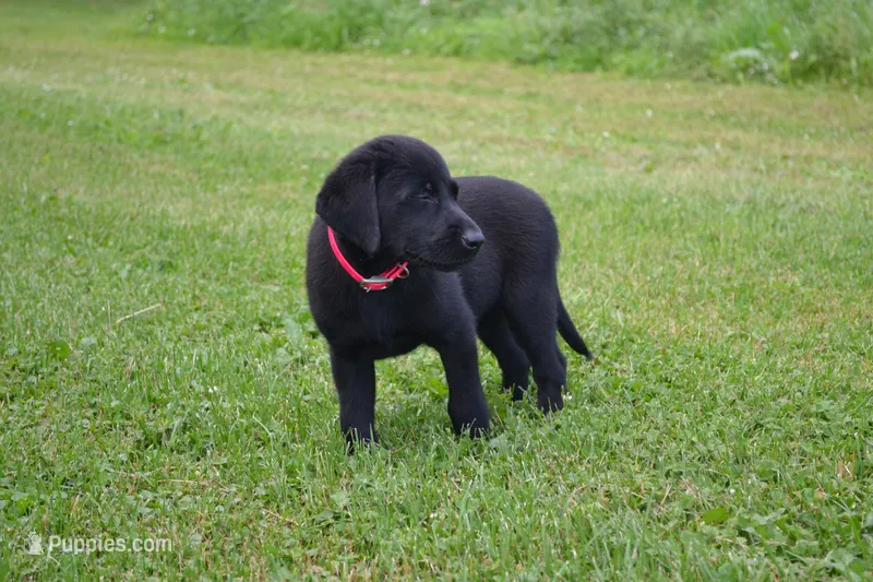 Gwenda – Labrador Retriever puppy for sale in Greenwood, WI
