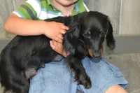 Snoopy, a male Dachshund for sale in Greenwood, WI – 7 of 8