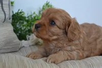 Peanuts, a male Cavapoo for sale in Greenwood, WI – 5 of 5