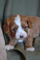Bubbles, a male Cavapoo for sale in Greenwood, WI – 3 of 4