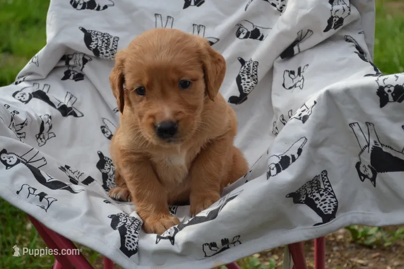 Rover – Golden Retriever puppy for sale in Greenwood, WI