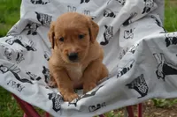 Rover, a male Golden Retriever for sale in Greenwood, WI – 1 of 6