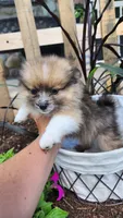 Warrior, a male Pomeranian for sale in Greenwood, WI – 5 of 5