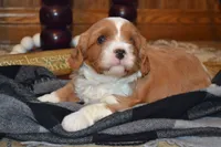 Kenny, a male Cavapoo for sale in Greenwood, WI – 6 of 6