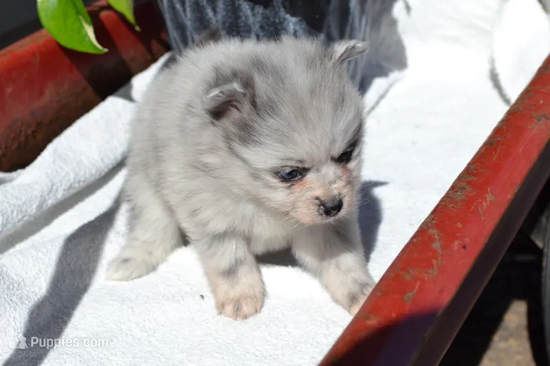Wynter – Pomeranian puppy for sale in Greenwood, WI