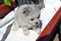 Wynter, a female Pomeranian for sale in Greenwood, WI – 1 of 8