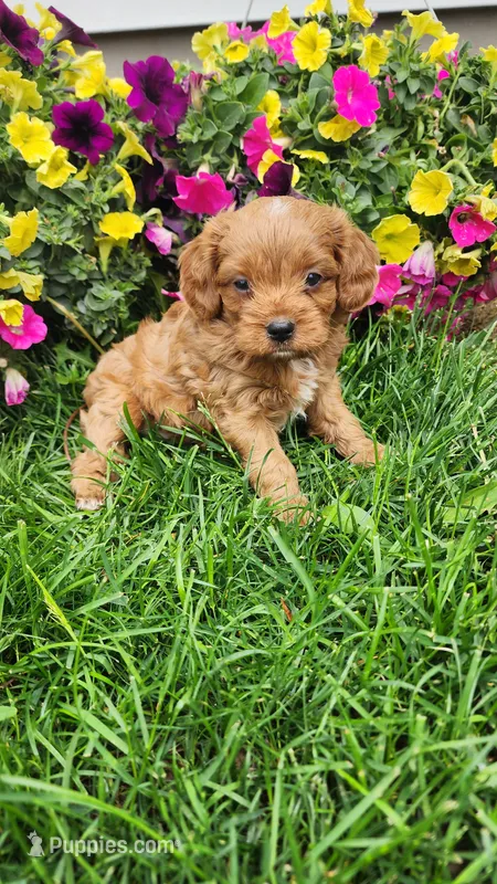 Prince – Cavapoo puppy for sale in Greenwood, WI