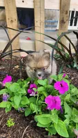 Western, a male Pomeranian for sale in Greenwood, WI – 5 of 5