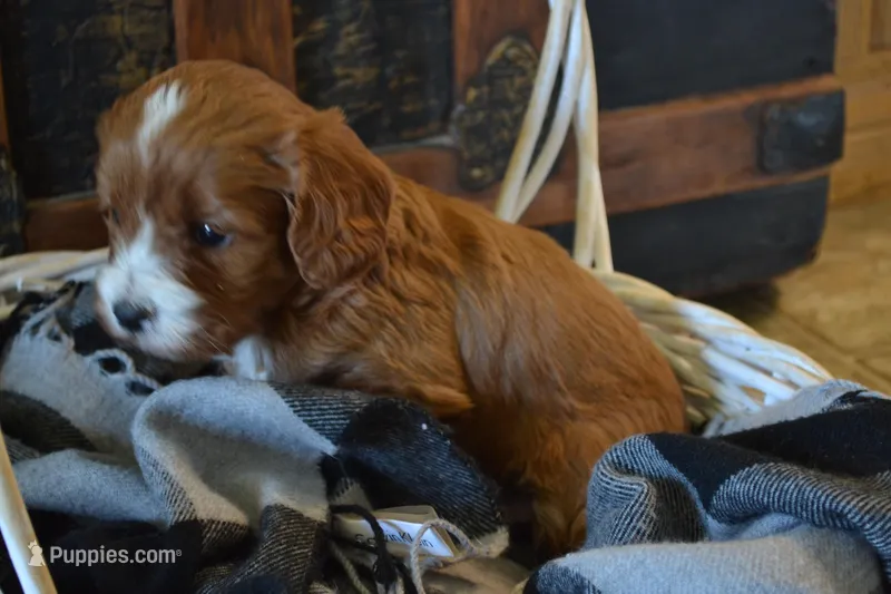Jerry – Cavapoo puppy for sale in Greenwood, WI