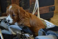 Jerry, a male Cavapoo for sale in Greenwood, WI – Photo 1 of 6