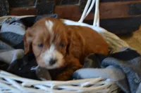 Jerry, a male Cavapoo for sale in Greenwood, WI – Photo 2 of 6