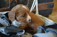 Jerry, a male Cavapoo for sale in Greenwood, WI – Photo 3 of 6