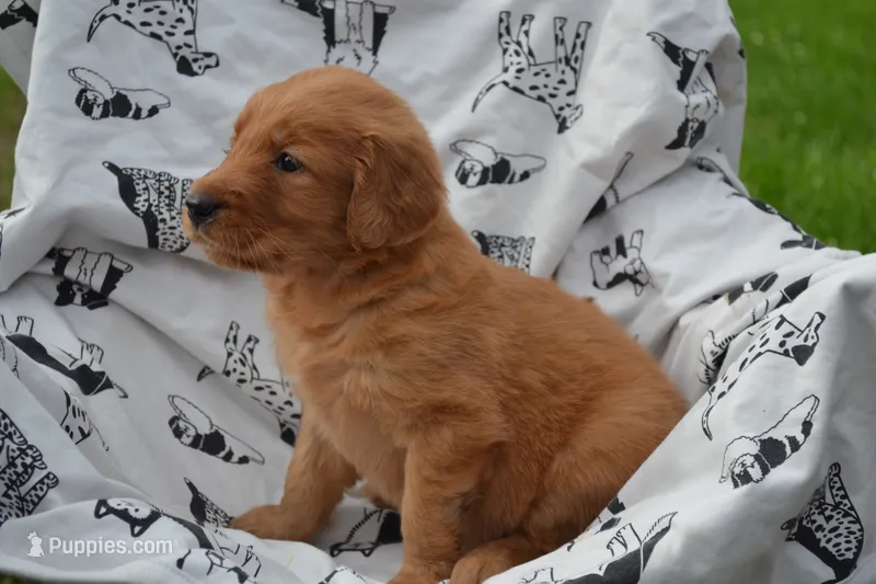 Gabby – Golden Retriever puppy for sale in Greenwood, WI
