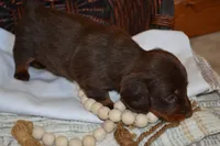 Snoopy, a male Dachshund for sale in Greenwood, WI – 4 of 8