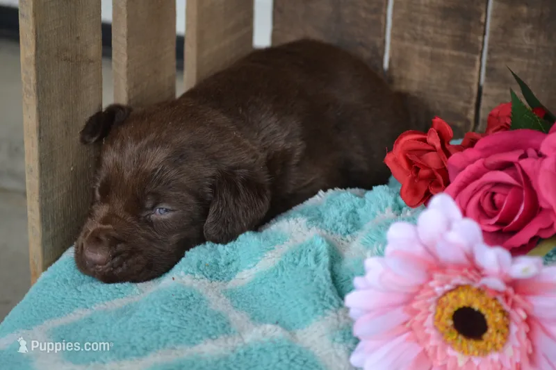 Lysa – Labrador Retriever puppy for sale in Greenwood, WI