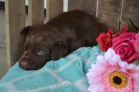 Lysa, a female Labrador Retriever for sale in Greenwood, WI – 1 of 4